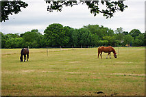 TQ2942 : Grazing horses, Horley by Robin Webster