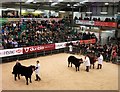 Cattle judging at The Welsh Winter Fair, Builth Wells