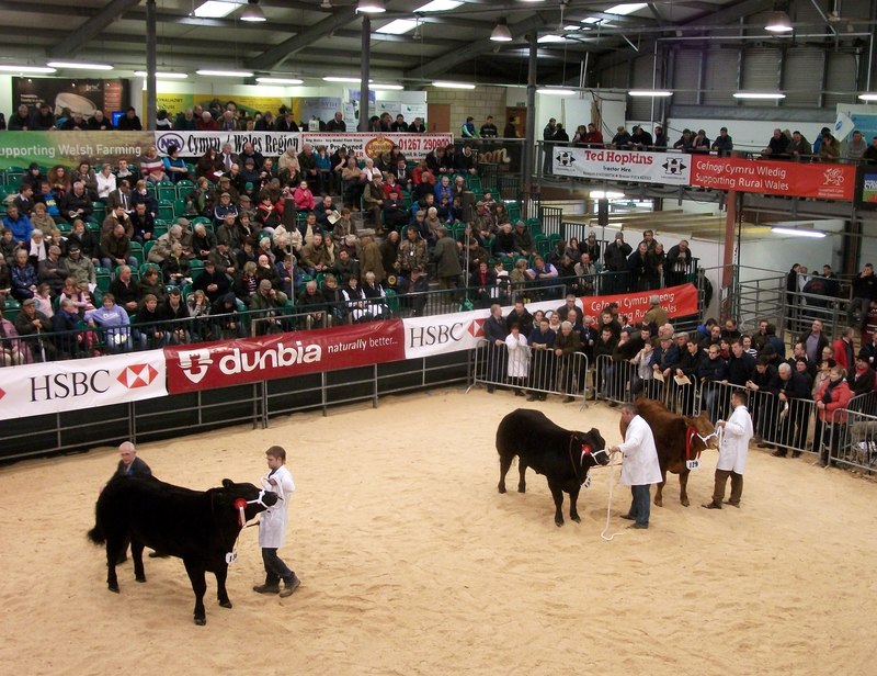 Cattle judging at The Welsh Winter Fair,... © Peter Evans Geograph Britain and Ireland