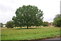 Isolated tree, Dunsfold Green