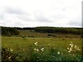 G7896 : Rough grazing backed by moorland and forest west of the N56 by Eric Jones