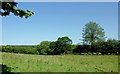 Pasture north-west of Betws Bledrws, Ceredigion