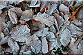 NT0475 : Frosted Leaves by Anne Burgess