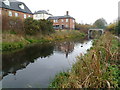 Ducks on the Stroudwater Canal, Stonehouse