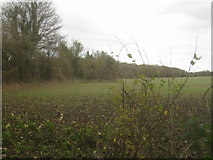 SU6055 : View towards Monk Sherborne Wood by ad acta