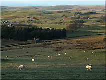 NY6903 : Sheep grazing above Weasdale by Karl and Ali