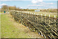 Laid hedge, Sheepcote Valley