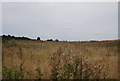 Brazier Meadow, Orwell Country Park