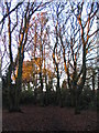 SP3078 : Hearsall Common woodland by E Gammie