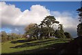 SX8570 : Trees on Wolborough Hill by Derek Harper