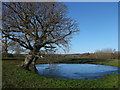 Pond near Lundsford Farm