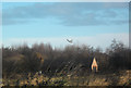 South Milford Kestrel