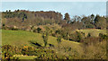 Drumlins and woodland, Saintfield