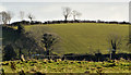 Drumlin and trees near Saintfield (2)