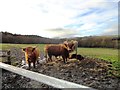 NZ2148 : Highland cattle beside Charlaw Lane by Robert Graham