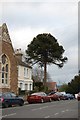 A mature Araucaria Araucana, Park Road