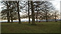 Grove of fine old trees by Acthorpe Top Farm