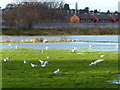 Flooded playing fields at Belgrave