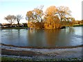 SE4219 : Thin Ice on Purston Park Lake by Bill Henderson