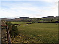 Sheep grazing on land west of the Leitrim River