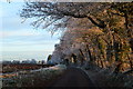 Frosty lane, Stoke by Nayland