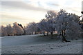 Trees in frost, Stoke by Nayland Golf Club