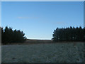 Footpath towards Denton Moor