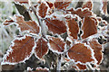 Rime on Copper Beech Leaves in hedgerow at Marsworth