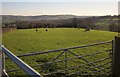 Sheep near Clifthorne Farm