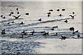 SP9113 : Some coots join others in open water on Startops Reservoir, near Tring by Chris Reynolds