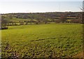 Field by the Corry Brook