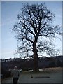 A parkland tree on the University of Stirling campus