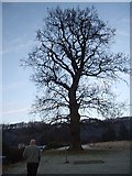 NS8096 : A parkland tree on the University of Stirling campus by Stanley Howe