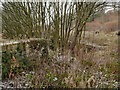 Breach Site, Manchester, Bolton and Bury Canal