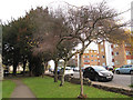 Trees in Holy Trinity churchyard