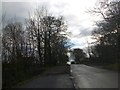 Bare trees in Horn Road near Horn House