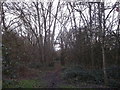 Woodland Path in Wandsworth Common