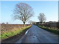 Roadside trees, Twemlow Lane