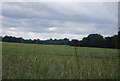 Wheat field