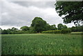 Farmland near Knowle Park