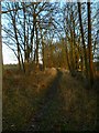 Beautiful bridleway in the low December sun