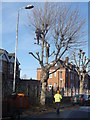 Extreme pruning, Shrewsbury Road