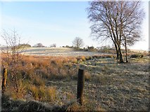 H5474 : Rushes and frosty ground, Drumnakilly by Kenneth  Allen