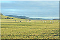 Sheep grazing near Lundie