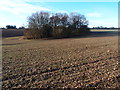 Copse in a large arable field