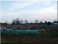 Allotment plots, Barking park