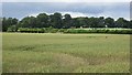 A wheat field