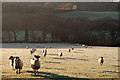 SS6230 : Sheep in a field between Archipark and Venn Stream by Roger A Smith