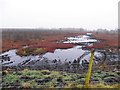 Wetland and bog, Cloghfin