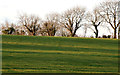 Winter trees near Hillsborough